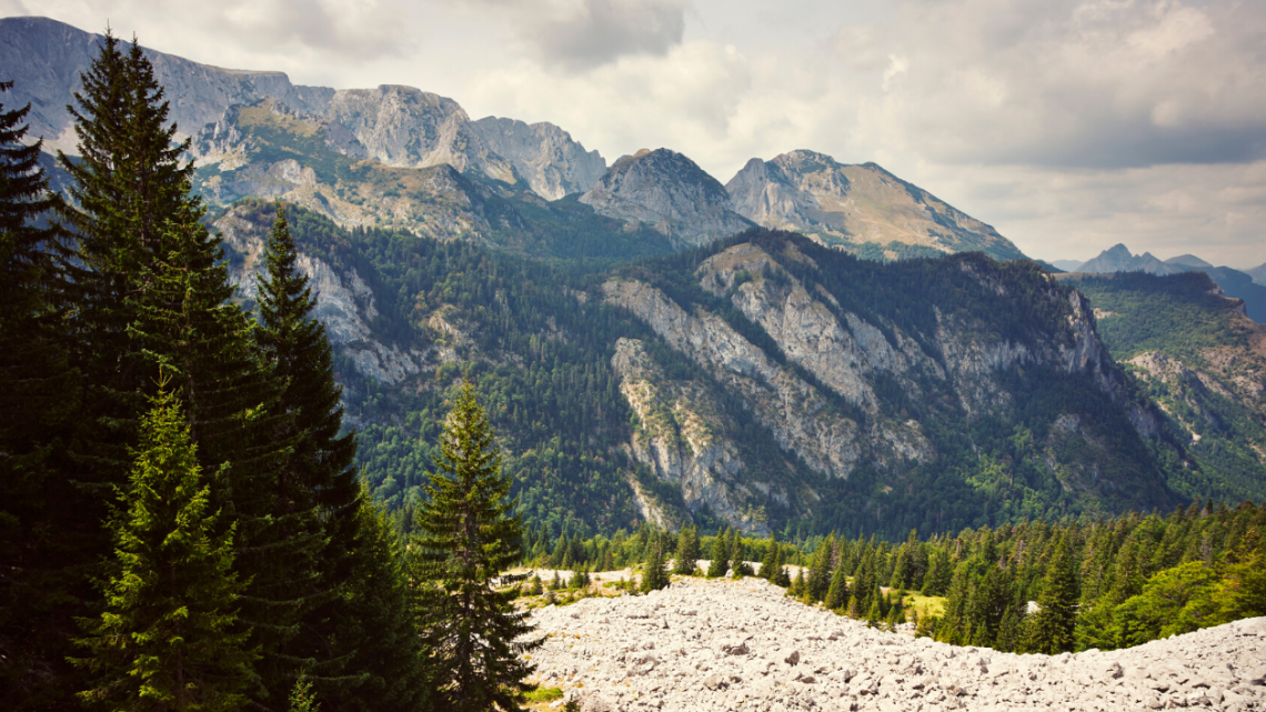 Evergreen Trees with mountain background