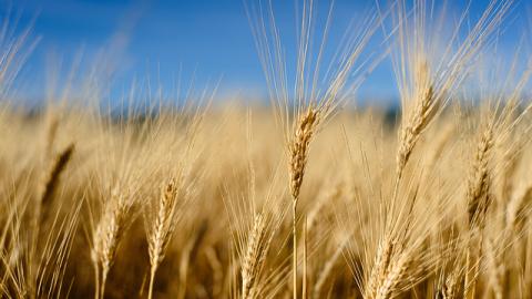 Wheat field