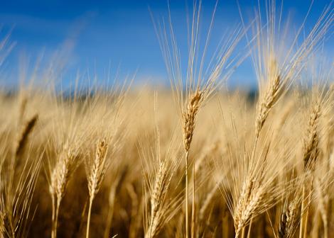 Wheat field